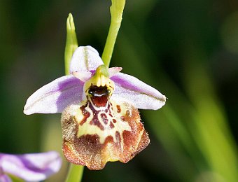 Ophrys oxyrrhynchos calliantha Valle dell'Anapo (SR)