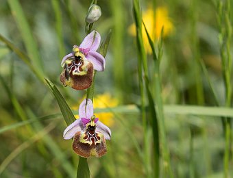 Ophrys oxyrrhynchos calliantha Valle dell'Anapo (SR)