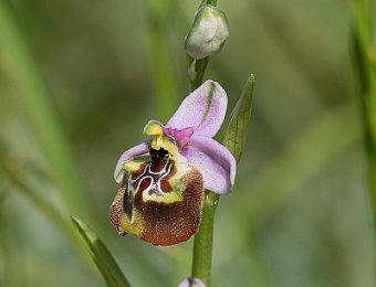 Ophrys oxyrrhynchos calliantha Valle dell'Anapo (SR)