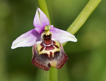 Ophrys oxyrrhynchos calliantha Valle dell'Anapo (SR)