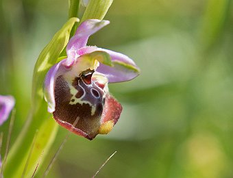 Ophrys oxyrrhynchos calliantha Valle dell'Anapo (SR)