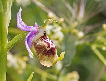 Ophrys oxyrrhynchos calliantha Valle dell'Anapo (SR)