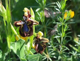 Ophrys speculum Valle dell'Anapo (SR)