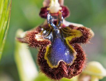 Ophrys speculum Valle dell'Anapo (SR)