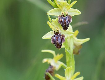 Ophrys sphegodes grassoana Etna (CT)