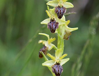 Ophrys sphegodes grassoana Etna (CT)