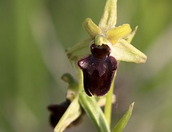 Ophrys sphegodes/incubacea Marezzane (VR)