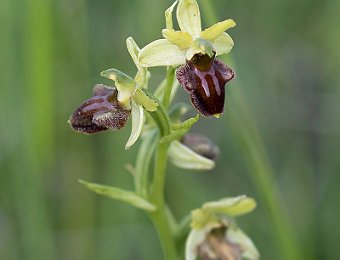 Ophrys sphegodes/incubacea Marezzane (VR)