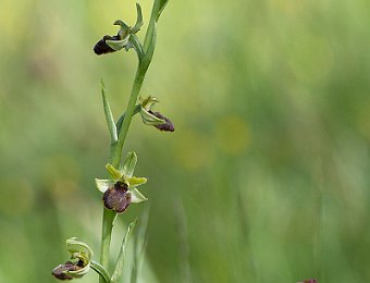 Ophrys sphegodes/incubacea Marezzane (VR)