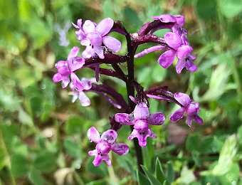 Orchis branciforti Etna (CT)