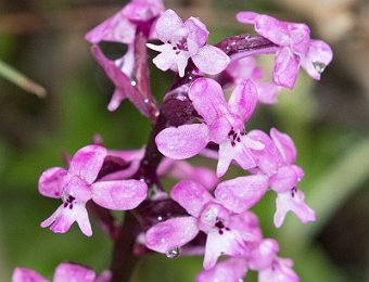 Orchis branciforti Etna (CT)