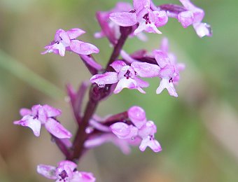 Orchis branciforti Etna (CT)