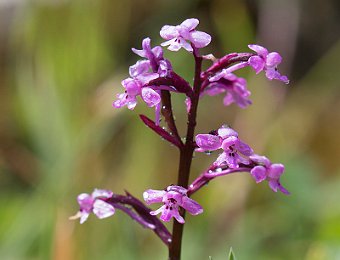 Orchis branciforti Etna (CT)