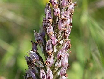 Orchis italica Valle dell'Anapo (SR)