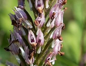 Orchis italica Valle dell'Anapo (SR)