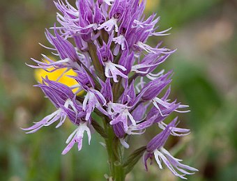 Orchis italica Laurenzana (PZ)