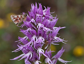 Orchis italica Laurenzana - con Spialia sertorius