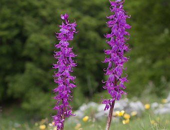 Orchis mascula speciosa Monte Baldo (VR)