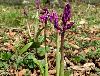 Orchis mascula Monte Pastello (VR)