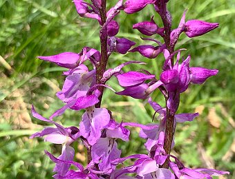 Orchis mascula Monte Baldo (VR)