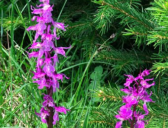 Orchis mascula Monte Baldo (VR)