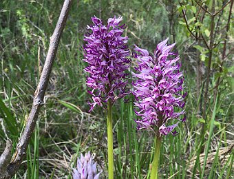 Orchis militaris Lessinia (VR)