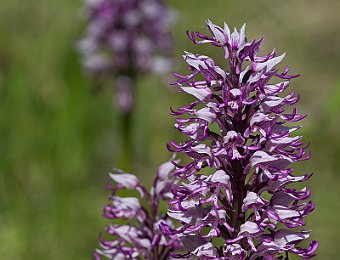 Orchis militaris Lessinia (VR)