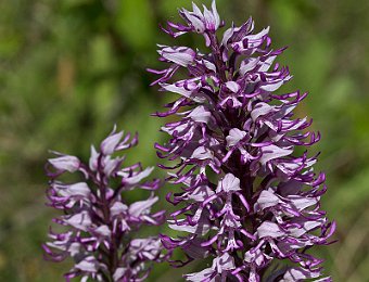 Orchis militaris Lessinia (VR)