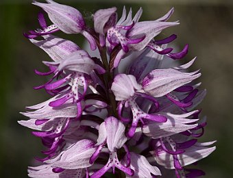 Orchis militaris Lessinia (VR)