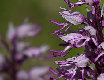 Orchis militaris Lessinia (VR)