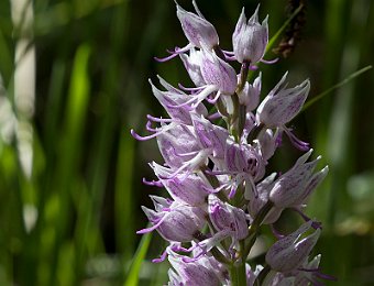 Orchis militaris Lessinia (VR)