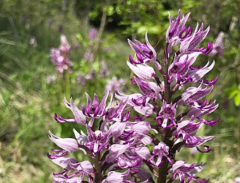 Orchis militaris Lessinia (VR)