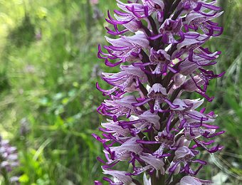 Orchis militaris Lessinia (VR)