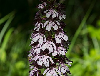 Orchis purpurea Verona