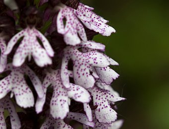 Orchis purpurea Verona