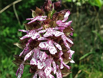 Orchis purpurea Marseghina (VR)