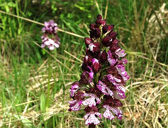 Orchis purpurea Marseghina (VR)