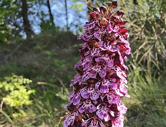 Orchis purpurea Valle del Panaro (MO)