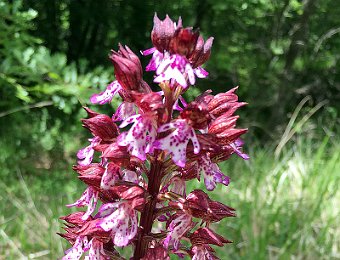 Orchis purpurea Pietrapertosa (PZ)