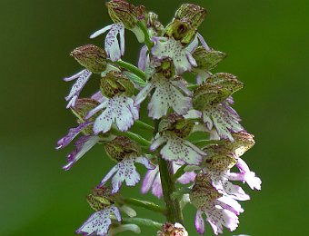 Orchis purpurea Marezzane (VR)