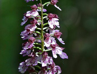 Orchis purpurea Marezzane (VR)