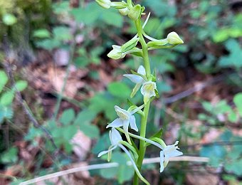 Platanthera bifolia Marezzane (VR)