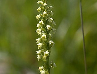 Pseudorchis albida Passo Giau (BL)