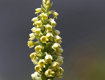 Pseudorchis albida Passo Giau (BL)