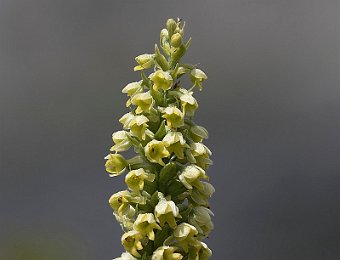 Pseudorchis albida Passo Giau (BL)