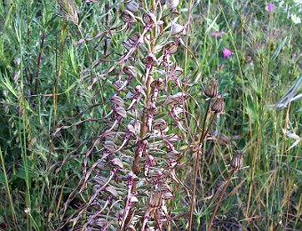 Himantoglossum hircinum Murge (BT)