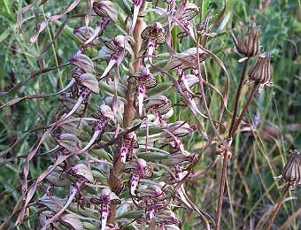 Himantoglossum hircinum Murge (BT)