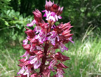 Orchis purpurea Pietrapertosa (PZ)