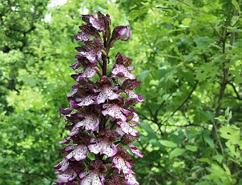 Orchis purpurea Pietrapertosa (PZ)