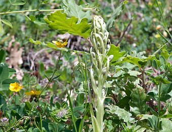 Himantoglossum hircinum? Gallipoli-Cognato (MT)